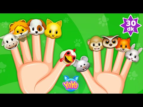 Kedi Parmak Miyav | Kedi Parmak Nerdesin? | 30 Dakika Eğlenceli Çocuk Şarkıları | Parmak Ailesi