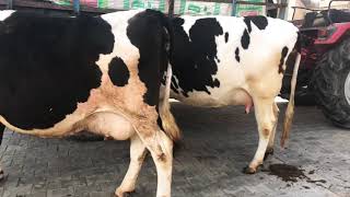 preview picture of video 'Subscribe करें हमारा चैनल रोज़ विडीओ देखने के लिए । Chopra Dairy Farm'