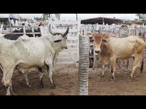 FEIRA DO GADO EM JUPI-PE   14-06-2026  #nordeste