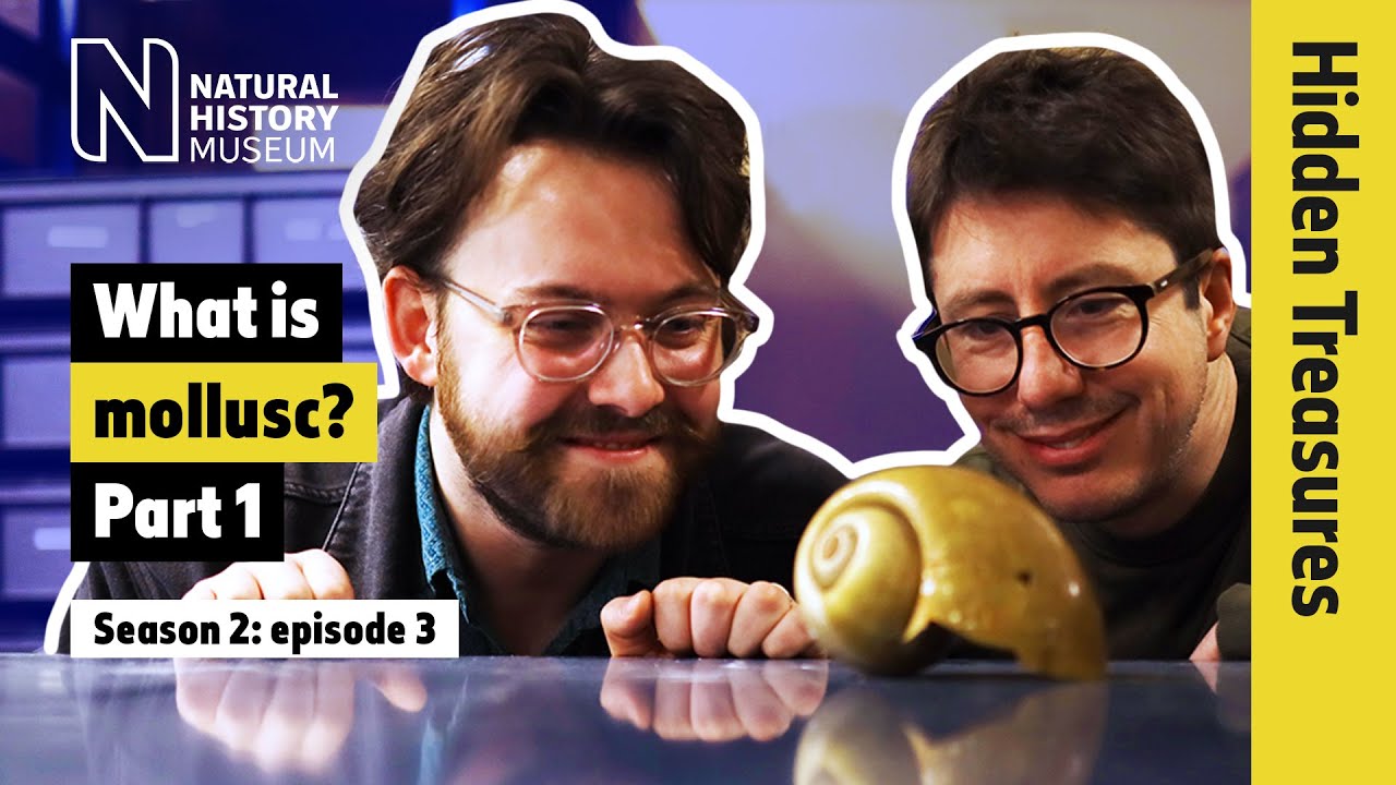Mysterious molluscs: from tiny snails to Darwin’s favourite octopus | Hidden Treasures | S2E3 P1