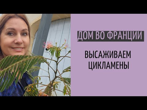 высаживаем Цикламенты| распаковка новых растений