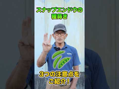いつ、どのようにエンドウ豆を地面に蒔くのですか？ 2月に種まきを始めてもいいでしょうか？  庭園