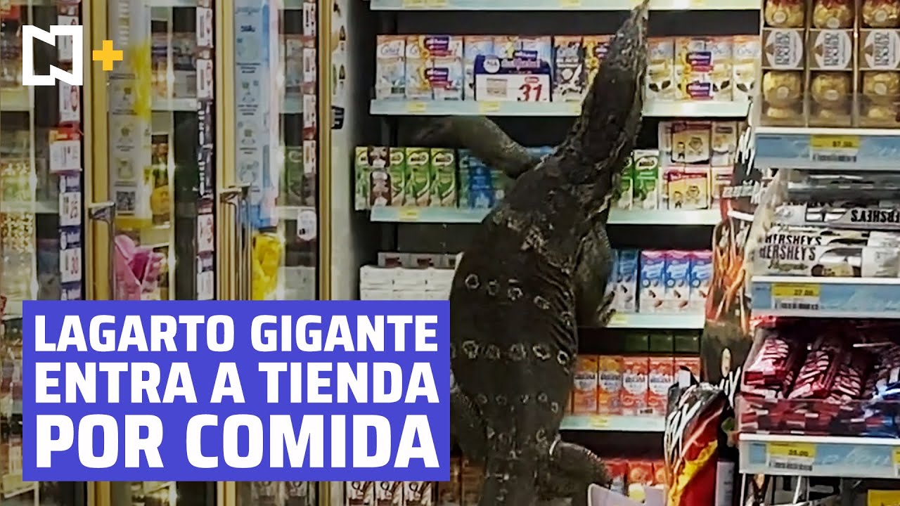 Un lagarto gigante siembra el pánico en el supermercado