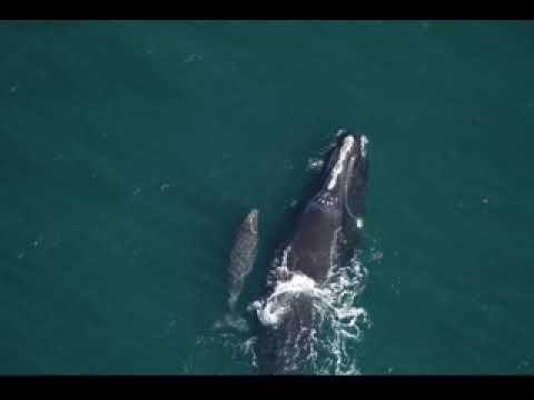 Unlocking Longevity: What Long-Lived Mammals Can Teach Us About Ageing