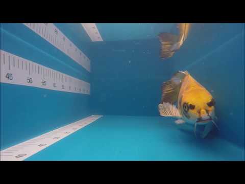 KOI 13  -- 426 Butterfly  3