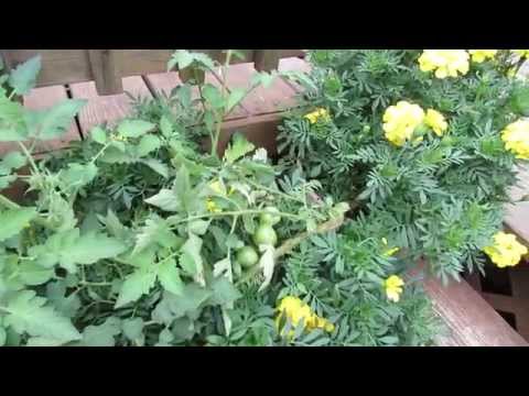 Two Normal Tomatoes Issues: Fruit Cracking with Mold & Stem Bumps (Primordia) - TRG 2014