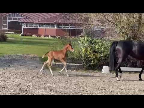 Spitzenfohlen von Filou