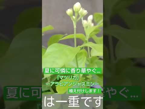 園芸 四季折々のジャスミン