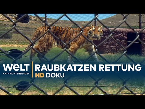 RAUBKATZEN - Zirkus-Tiere auf dem Weg in die Freiheit | HD Doku