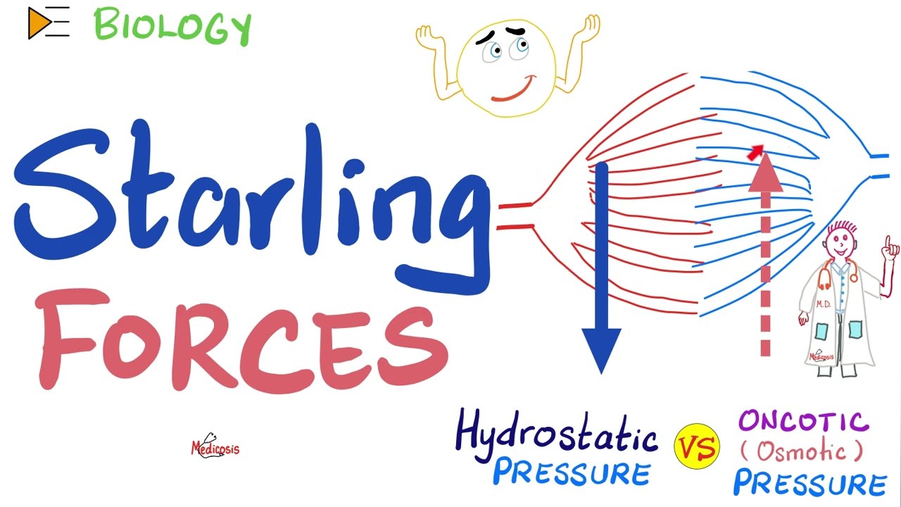 Starling Forces - made easy - Hydrostatic Pressure and Colloidal Osmotic (Oncotic) Pressure - Physio
