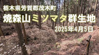 【VLOG】焼森山《ミツマタ》群生地 栃木県芳賀郡茂木町 2025.04.05