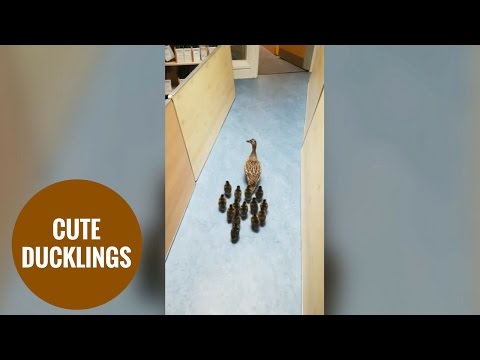 Mother duck and her ducklings escorted out of primary school