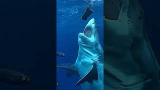 Download lagu Shark 🦈#fyp #storywa #shark #keren mp3