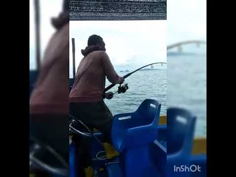 shimano baitrunner 12000d terbaik....