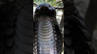 Download lagu Indian spectacled cobra snake on tree 🐍 #cobra #cobrarescue #indiansnake #spectacledcobra #chitra mp3