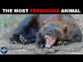 Wolverine - the Most Ferocious Animal in the World