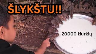 ŠVENTŲ ŽIURKIŲ ŠVENTYKLA INDIJOJE #19