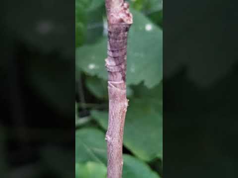 The Pawpaw Trees of DeKalb, IL - Why and How We Graft Pawpaw Trees