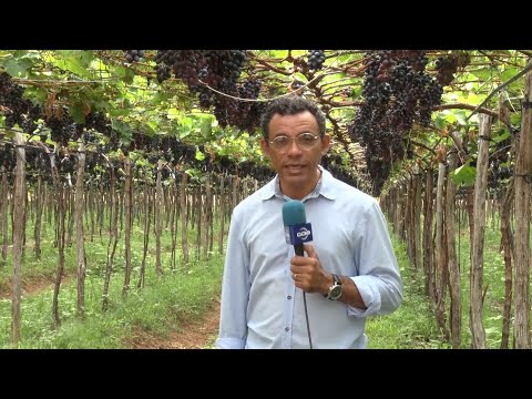 Produtor de Conceição do Canindé se destaca na produção de uvas 29 10 2022