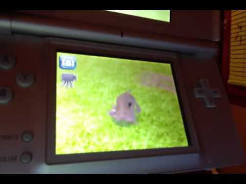 Petz : Ma Famille Chatons Nintendo DS