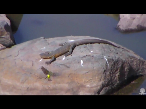 African Snipe scared by Monitor lizard at Africa animals cam. 14 February 2017