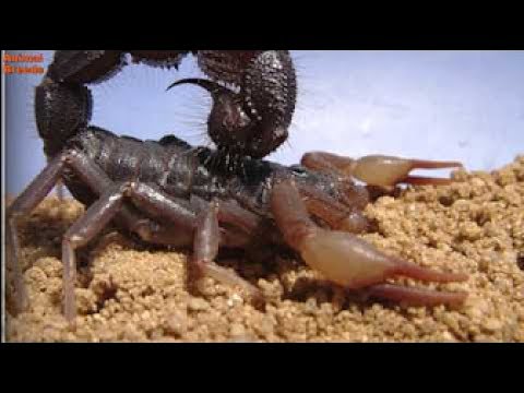4 DES SCORPIONS LES PLUS DANGEREUX DU MONDE