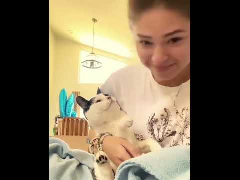 Cats Being Dramatic – You Won’t Believe #DramaCats #HilariousFelines #CatsOfDrama