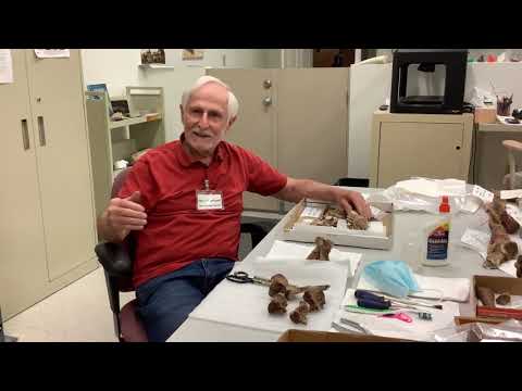 The -Ologist Series: Paleontology with Dr. Steve Rowland