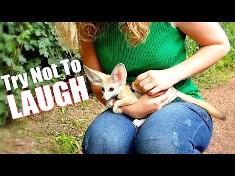 Défi "Essayez de ne pas rire" - compilation de renards mignons et drôles