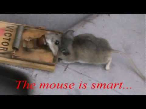 Use the Ultimate Bait to catch mice!
