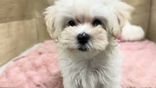 ハーフ犬の動画01