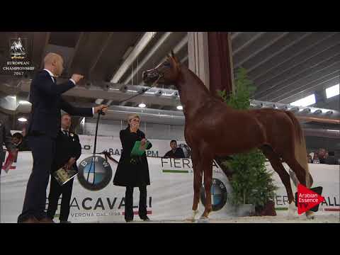 N.148 EL SHAAD - Verona 2017 - 2 Years Old Colts (Class 4)