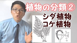 【中学理科】1-7 植物の分類②～種子をつくらない植物～【中１理科】