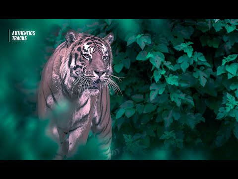 Oliver Heldens x Firebeatz & Schella  feat. Carla Monroe - Lift Me Up