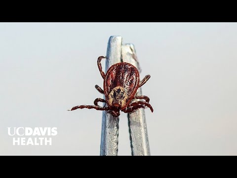 Tick Bites - A Quick Guide for Hikers and Pet Owners