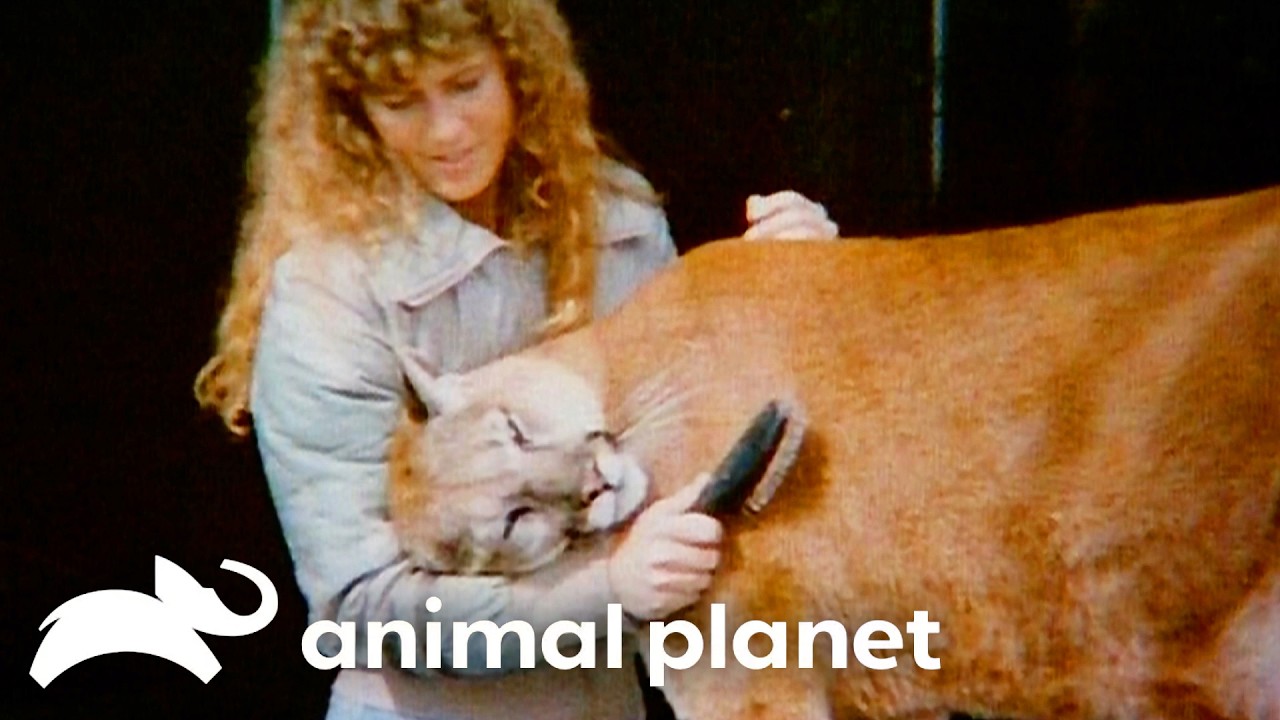 Terri's Greatest Adventures of SEASON 2 | Crikey! It's the Irwins! | Animal Planet