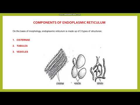 ENDOPLASMIC RETICULUM PART-1