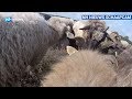 GoPro: de kudde door de ogen van een schaap