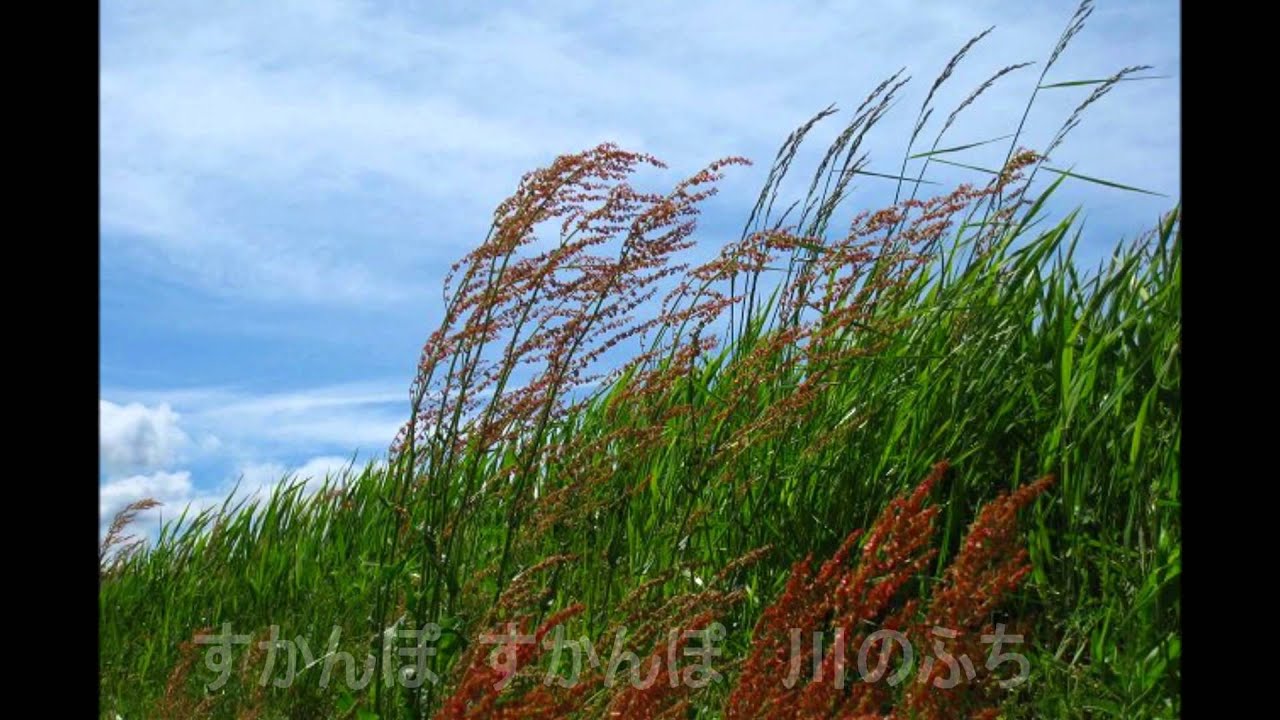 すかんぽの咲く頃