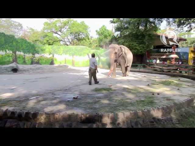 Manila Zoo’s lone elephant Mali dies