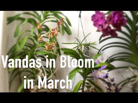Four Windowsill Vandas in Bloom in March