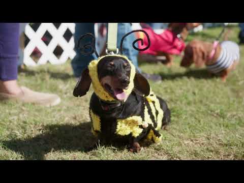 Dachshund Dash: Tulsa Oktoberfest