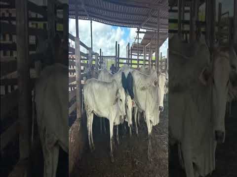 fiscalização em #parnaiba  #piauí i #viral #noticias