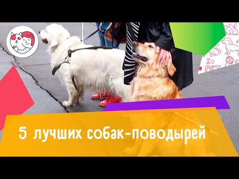 5 лучших собак-поводырей