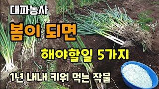 봄이 되면 대파밭에서 해야할일 5가지 1년 내내 키워먹는 작물 대파키우기