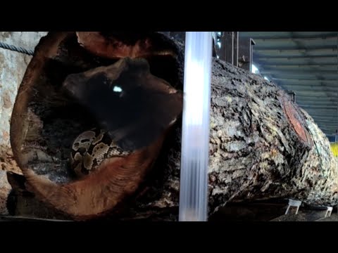 240 Sekunden vor dem Unglück, bei dem Redwood-Holz im Sägewerk beschädigt wurde