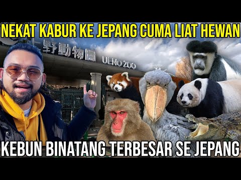 DESPERATELY GOING TO JAPAN JUST TO SEE ANIMALS AT THE BIGGEST ZOO IN JAPAN #AudreyA #KINGOFTHEJUNGLE