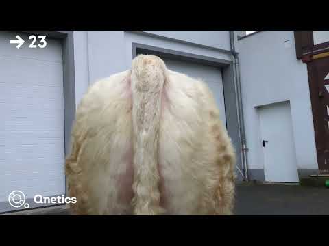 Fleischrindertage Katalognummer 23