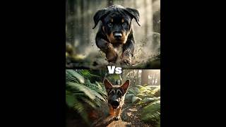 Rottweiler puppy vs germen shepherd puppy (cane corso, kangal shepherd, Doberman, great dane,
