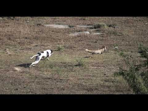Greyhounds vs Fox 2024 / Clever fox vs Hunting Dogs 2024 @ExplorePotohar